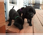 Small Photo #1 Labrador Retriever Puppy For Sale in LA CRESCENT, MN, USA
