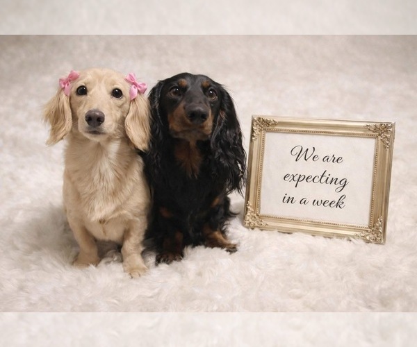 Medium Photo #1 Dachshund Puppy For Sale in CHATTANOOGA, TN, USA