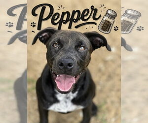 Mutt Dogs for adoption in Corning, AR, USA