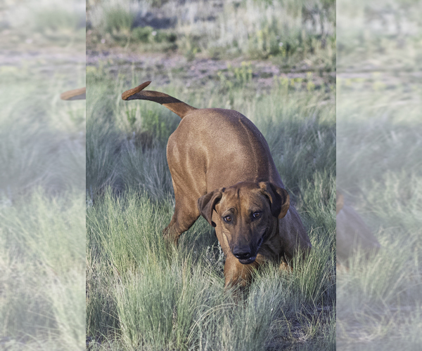 Medium Photo #7 Rhodesian Ridgeback Puppy For Sale in FAIRPLAY, CO, USA