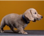 Small Photo #57 Dachshund Puppy For Sale in CROWLEY, TX, USA