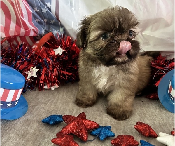 Medium Photo #2 Shih Tzu Puppy For Sale in DENTON, MD, USA