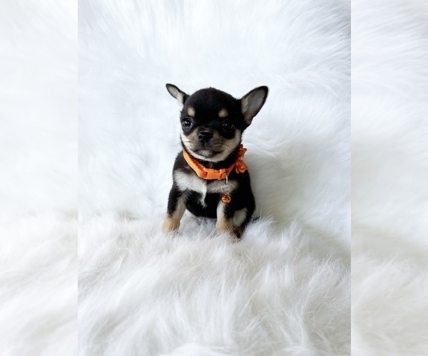 Medium Photo #5 Chihuahua Puppy For Sale in SACRAMENTO, CA, USA
