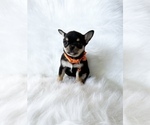 Small Photo #5 Chihuahua Puppy For Sale in SACRAMENTO, CA, USA
