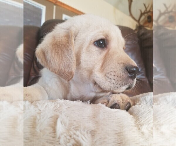 Medium Photo #2 Labrador Retriever Puppy For Sale in HARRISON, AR, USA