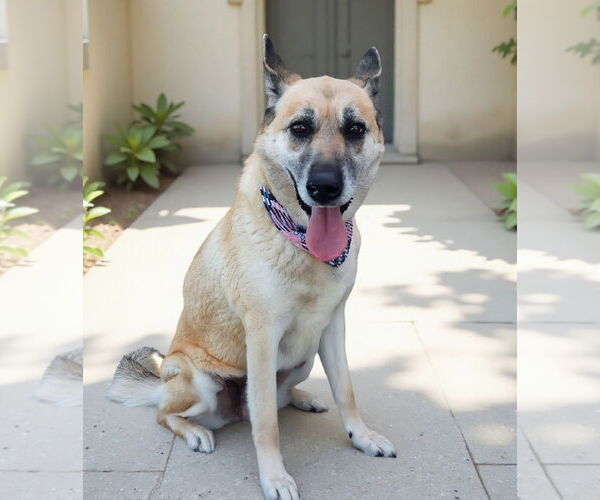 Medium Photo #2 German Shepherd Dog Puppy For Sale in Pasadena, CA, USA