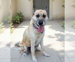 Small #1 German Shepherd Dog