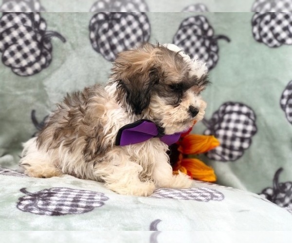 Medium Photo #13 Zuchon Puppy For Sale in LAKELAND, FL, USA