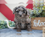Puppy Brielle Miniature Labradoodle