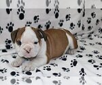 Small Photo #1 English Bulldog Puppy For Sale in MIAMI, FL, USA