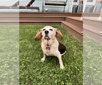 Small #2 Beagle