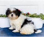 Small #1 Shih Tzu
