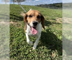 Beagle-Unknown Mix Dogs for adoption in Sistersville, WV, USA