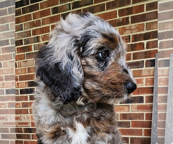 Medium Photo #4 F2 Aussiedoodle Puppy For Sale in COLUMBIA, TN, USA