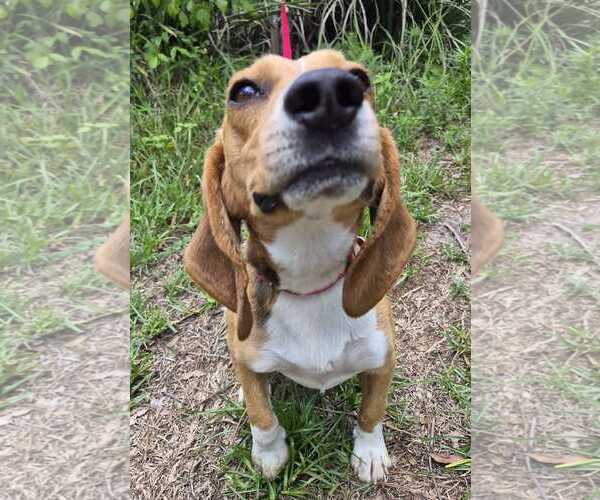 Medium Photo #6 Beagle Puppy For Sale in Dunnellon, FL, USA