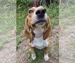 Small #5 Beagle