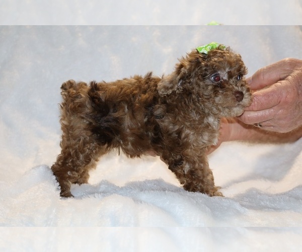 Medium Photo #12 Poodle (Toy) Puppy For Sale in DYERSBURG, TN, USA