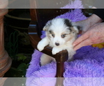 Puppy 3 Miniature Australian Shepherd