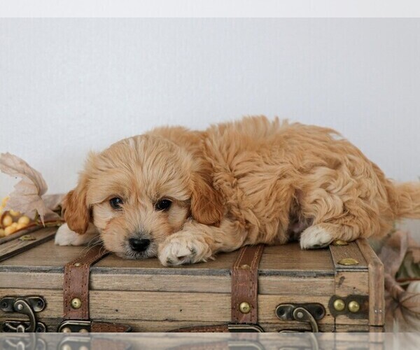 Medium Photo #2 Cavapoo Puppy For Sale in ARTHUR, IL, USA