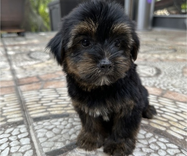 Medium Photo #6 Morkie Puppy For Sale in HOLLYWOOD, FL, USA