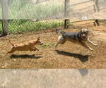 Small #18 Chihuahua