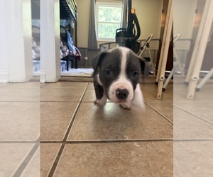 American Pit Bull Terrier-American Staffordshire Terrier Mix Puppy for Sale in CHATTANOOGA, Tennessee USA
