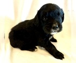 Small #2 Golden Mountain Dog