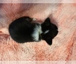 Small Photo #15 American Corgi Puppy For Sale in CANAL WINCHESTER, OH, USA