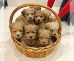 Small Photo #12 Goldendoodle Puppy For Sale in LIMA, OH, USA