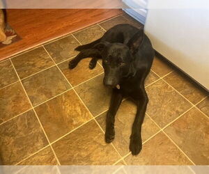 German Shepherd Dog Dogs for adoption in Modesto, CA, USA