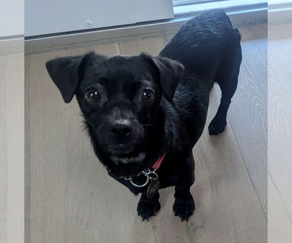 Medium Photo #2 Chihuahua Puppy For Sale in Santa Clara, CA, USA