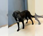 Small Labrador Retriever
