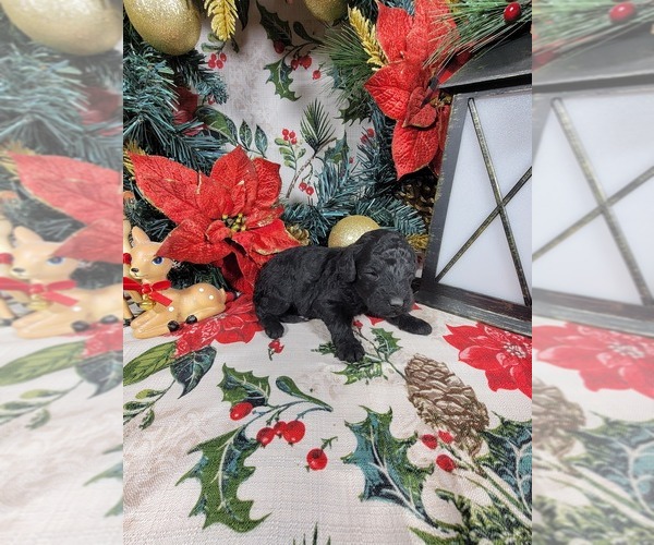 Medium Photo #18 Poodle (Toy) Puppy For Sale in BLACK FOREST, CO, USA