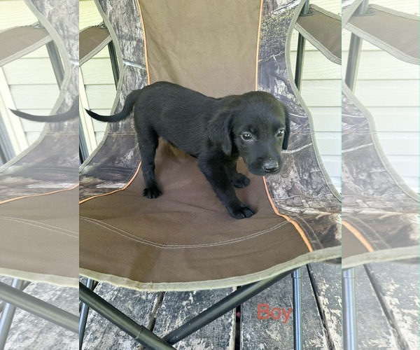 Medium Photo #1 Labrador Retriever-Unknown Mix Puppy For Sale in SHERBURNE, NY, USA
