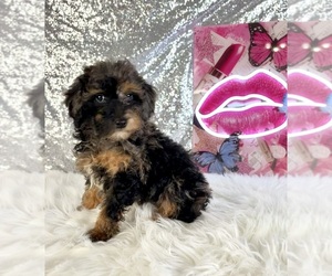 Bernedoodle (Miniature) (+ Poodle Miniature) Puppy for sale in INDIANAPOLIS, IN, USA