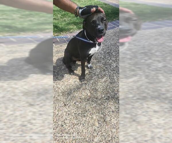 Medium Photo #1 American Staffordshire Terrier-Unknown Mix Puppy For Sale in San Antonio, TX, USA
