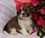 Puppy Fern Shih Tzu