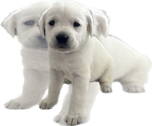 Labrador Retriever Puppy for sale in SPRING CREEK, NV, USA