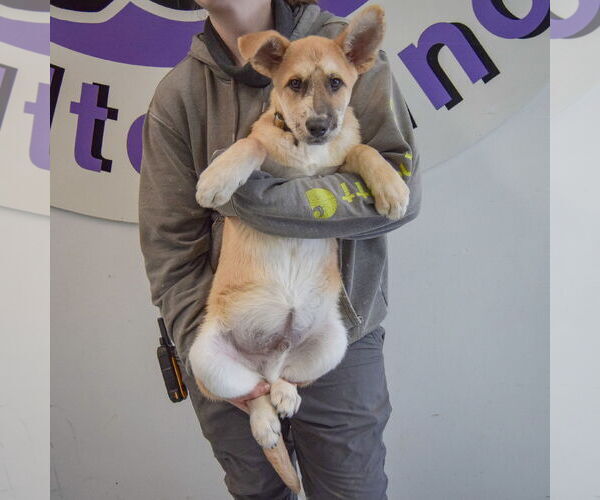 Medium Photo #4 Catahoula Leopard Dog-German Shepherd Dog Mix Puppy For Sale in Huntley, IL, USA