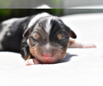 Small #5 Miniature Australian Shepherd