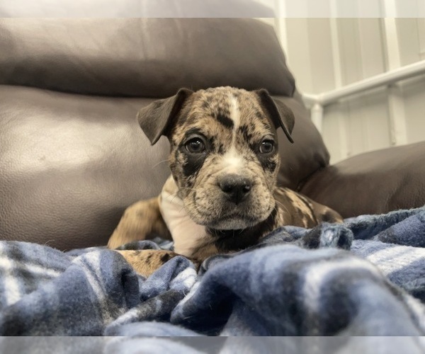 Medium Photo #91 American Bully Puppy For Sale in REESEVILLE, WI, USA