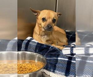 Chihuahua Dogs for adoption in San Martin, CA, USA