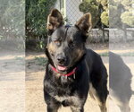 Small #1 German Shepherd Dog Mix