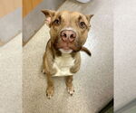 Small #1 Labrador Retriever Mix