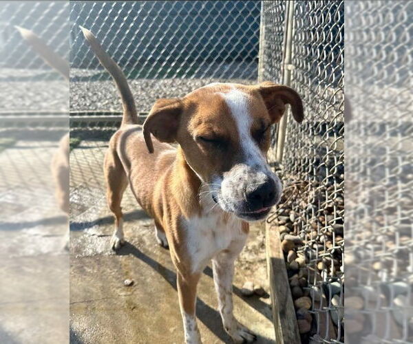 Medium Photo #11 Mutt Puppy For Sale in Evansville, IN, USA