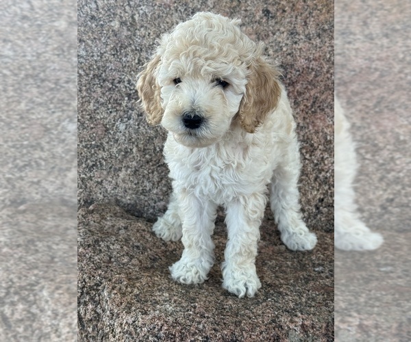 Medium Photo #5 Poodle (Standard) Puppy For Sale in LONGMONT, CO, USA