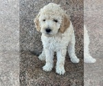 Small #4 Poodle (Standard)