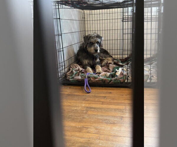 Medium Photo #3 Mutt Puppy For Sale in Holly Springs, NC, USA