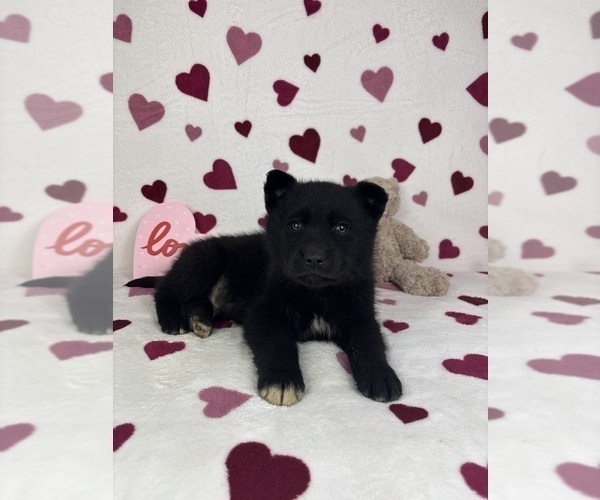 Medium Photo #1 German Shepherd Dog-Miniature American Shepherd Mix Puppy For Sale in FRANKLIN, IN, USA