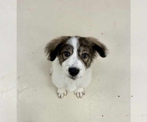 Medium Photo #4 Labrenees Puppy For Sale in Webster, WI, USA